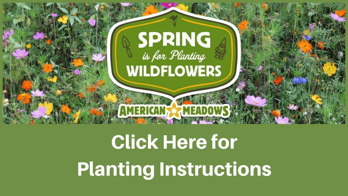Click image for wildflower planting instructions