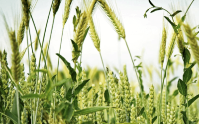 Weeds and Wheat