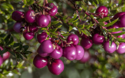 Branch and Fruit