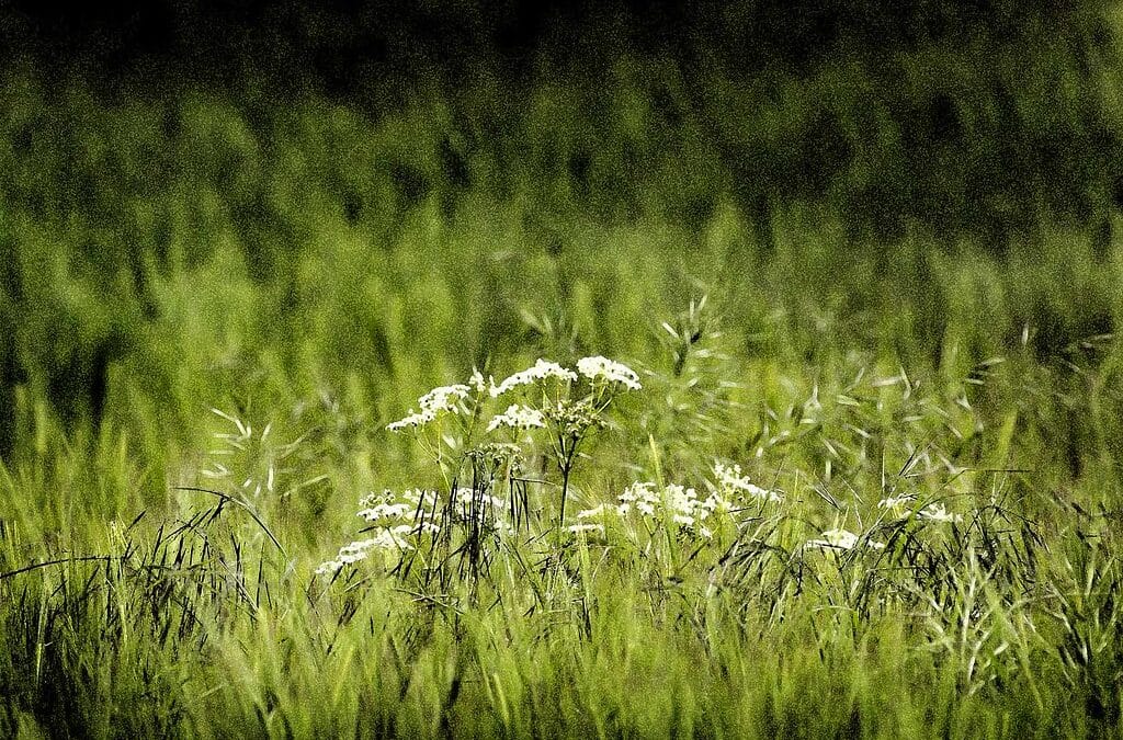 Weeds and Wheat