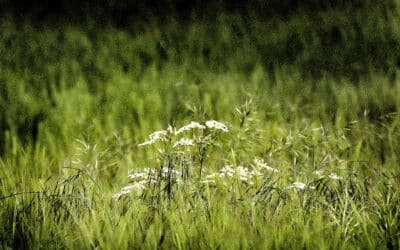 Weeds and Wheat