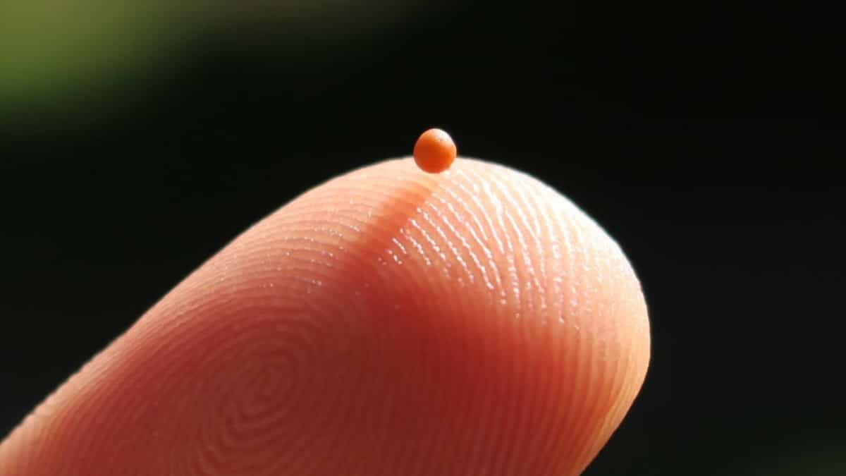 The Little Mustard Seed That Grows