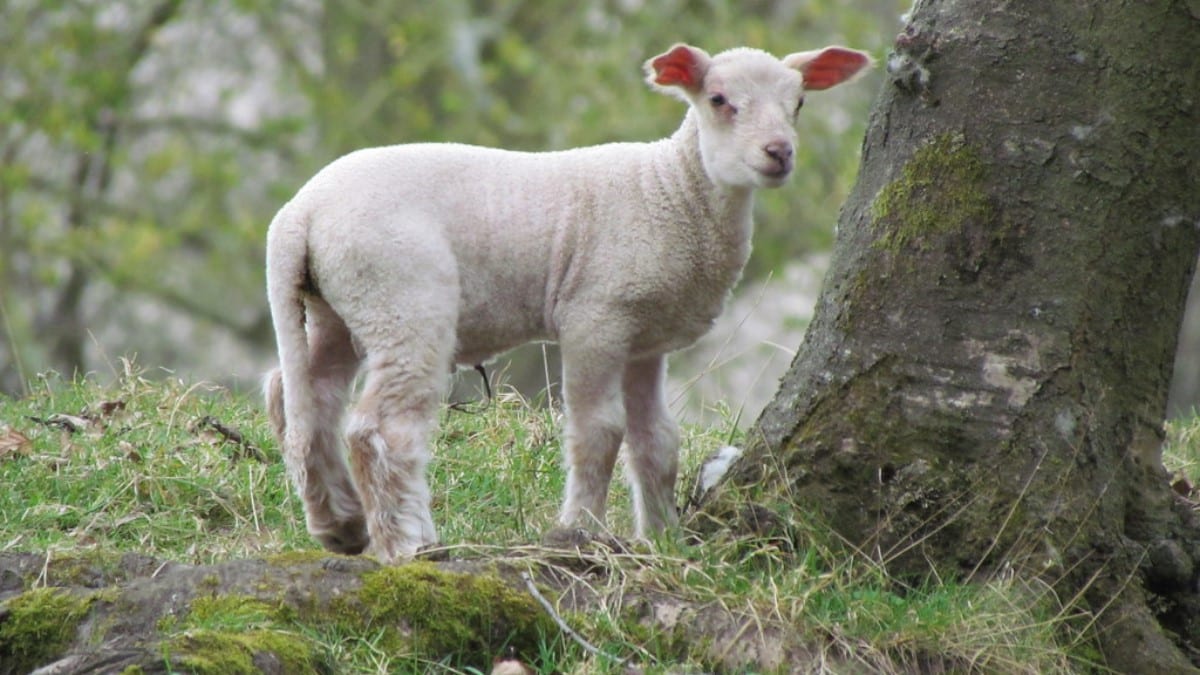 The Lamb of God