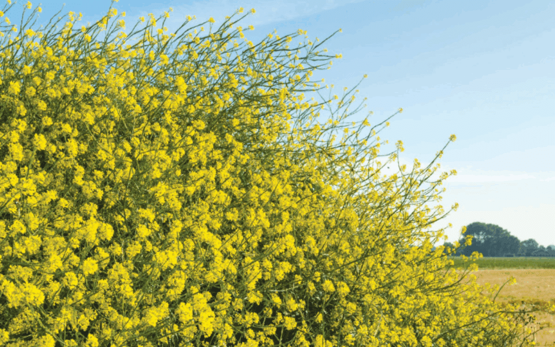 The Mustard Seed