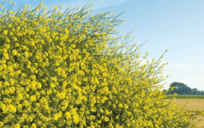 The Mustard Seed