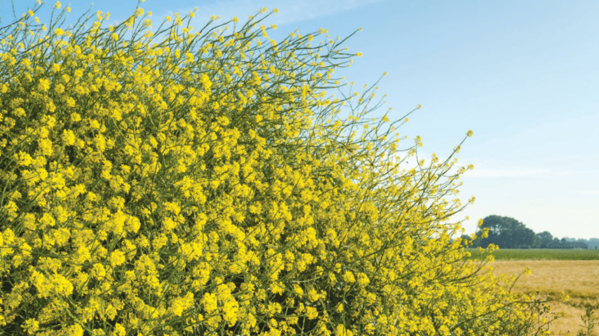 The Mustard Seed