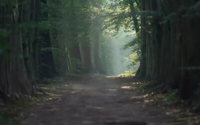 Discerning the Light