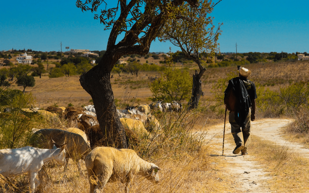 The Good Shepherd