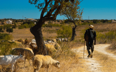 The Good Shepherd