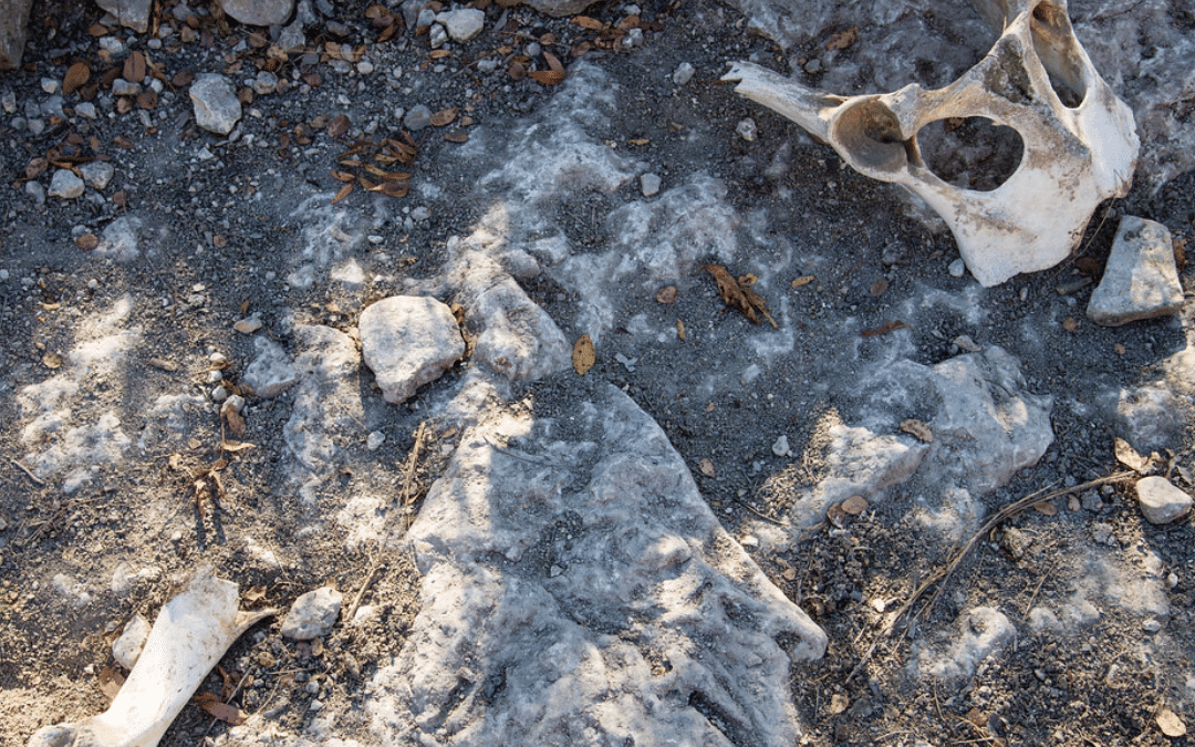 Dry Bones